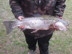 PECHE AUX TRUITES GEANTES 2013